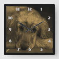 Golden retriever em tons do Sepia
