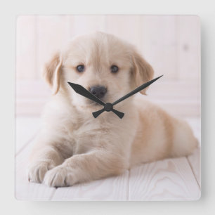 Relógio Quadrado Golden retriever que encontra-se para baixo