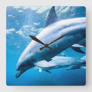 Relógio Quadrado Golfinhos subaquáticos