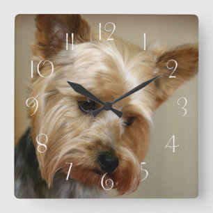 Relógio Quadrado Gorgeous Yorkshire Terrier