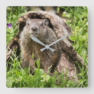 Relógio Quadrado Groundhog em um registro vazio