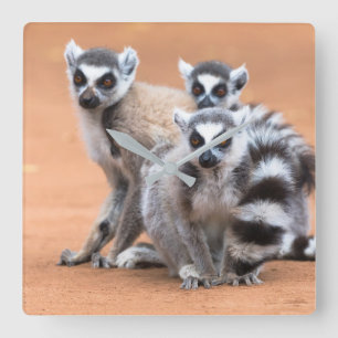 Relógio Quadrado Grupo de Lemures