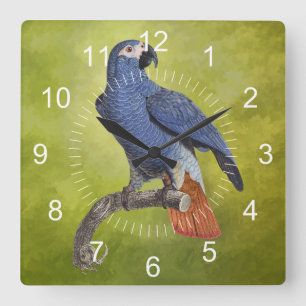 Relógio Quadrado Ilustração de papagaio de aves tropicais