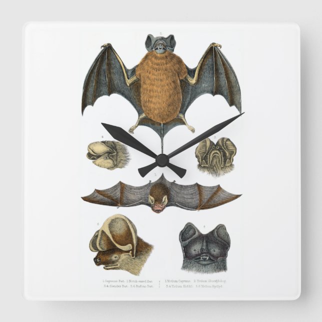 Relógio Quadrado impressão de Bat 19th C (Frente)