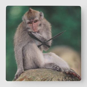 Relógio Quadrado Indonésia, Bali, Ubud, Macaco-de-cauda-longa