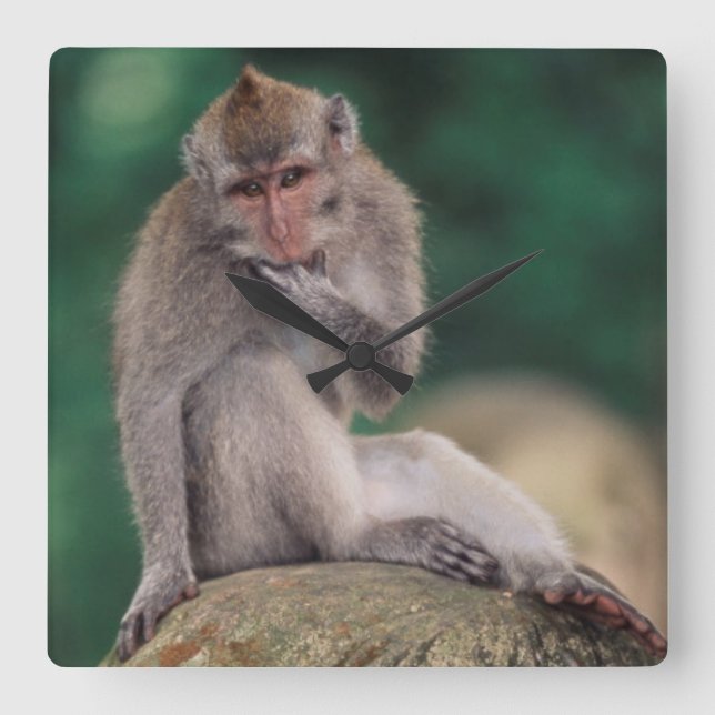 Relógio Quadrado Indonésia, Bali, Ubud, Macaco-de-cauda-longa (Frente)