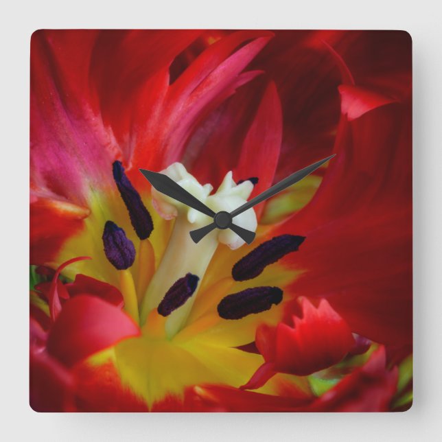 Relógio Quadrado Interior da flor de tulipa de papagaio (Frente)