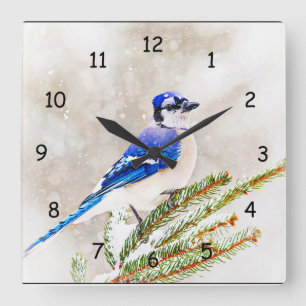 Relógio Quadrado Jay azul em um pinheiro com neve