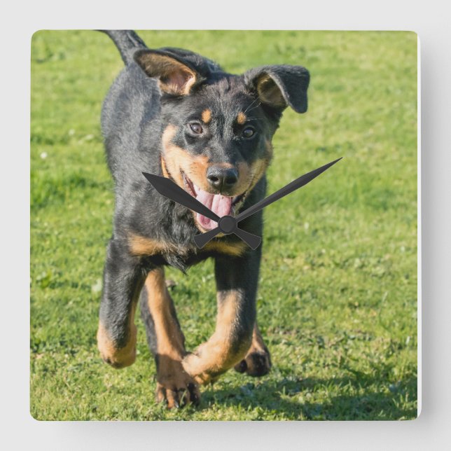 Relógio Quadrado Jovem e feliz cão-ovelha Beauceron correndo na gra (Frente)
