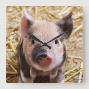Relógio Quadrado Kawaii, adorável e adorável fazenda, leitão porqui
