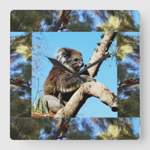 Relógio Quadrado Koala Na Árvore Do Pinheiro Velho Incriminada Com