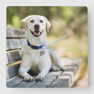 Relógio Quadrado Labrador Amarelo Fica No Banco