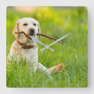 Relógio Quadrado Labrador Amarelo Reproduz Feixe