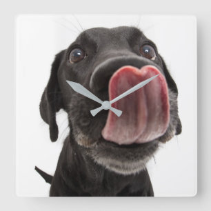 Relógio Quadrado Labrador Negro A Soltar O Nariz