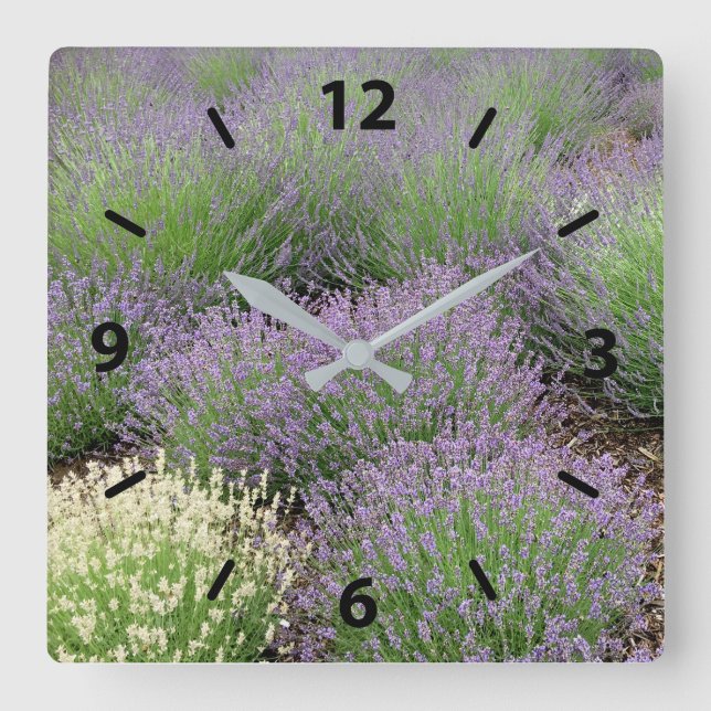 Relógio Quadrado Lavanda adorável (Frente)