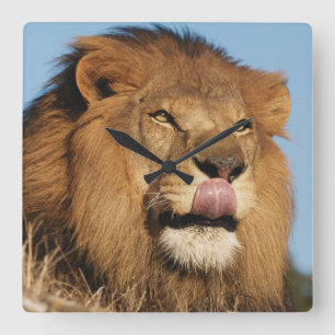 Relógio Quadrado Leão africano (Panthera Leo), savana africano