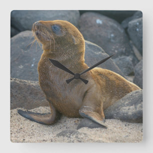Relógio Quadrado Leão-marinho-das-galápagos