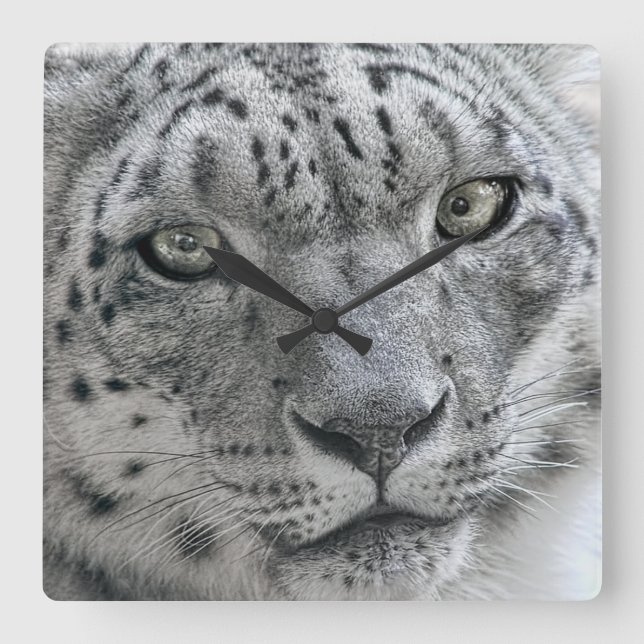Relógio Quadrado Leopardo de neve branco exótico (Frente)