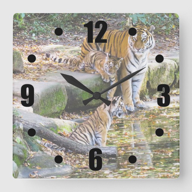 Relógio Quadrado Lições Da Vida Mãe Tigre E Cubs (Frente)