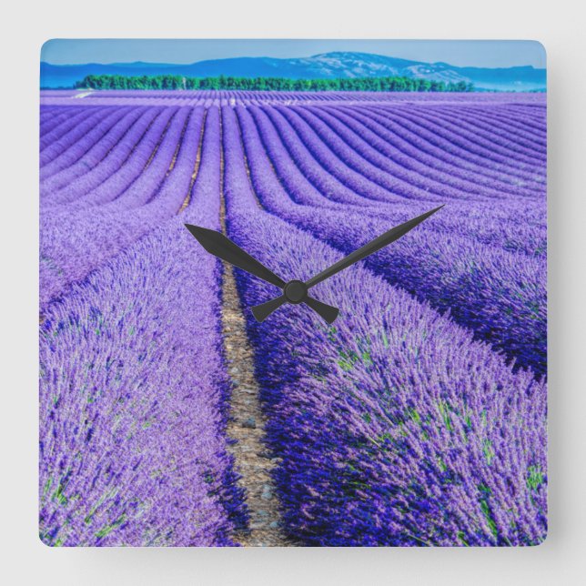 Relógio Quadrado Linhas de Lavanda, Provença, França (Frente)