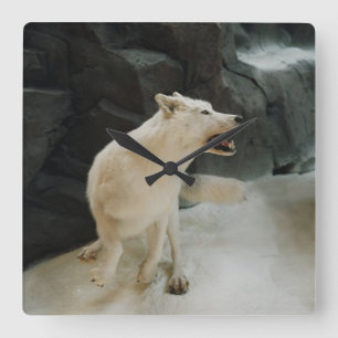 Relógio Quadrado Lobo Branco