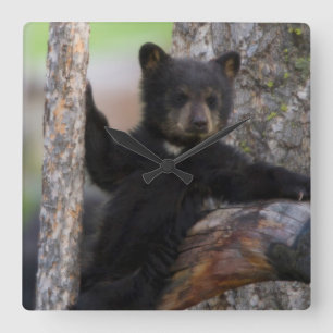 Relógio Quadrado Lounging de Cub de ursos pretos