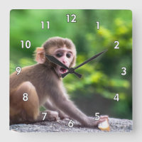 Macaco-bebê bonito e adorável