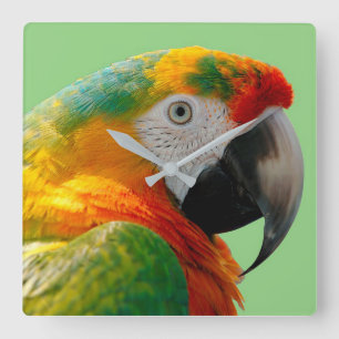 Relógio Quadrado Macaw