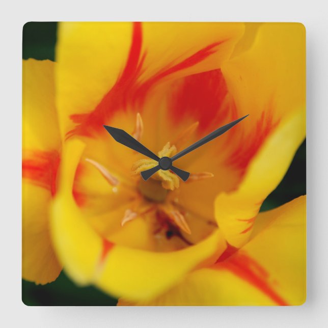 Relógio Quadrado macro tulipa (Frente)