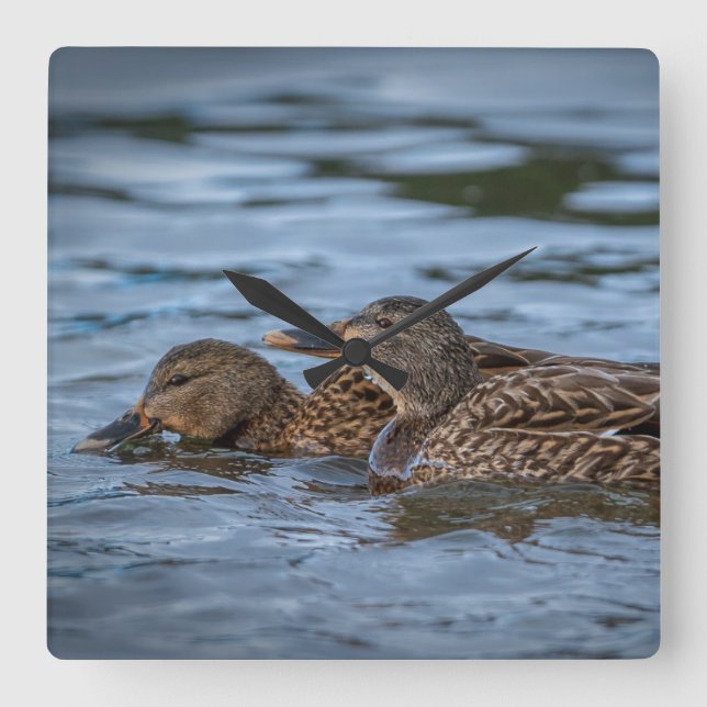 Relógio Quadrado Mallard (Frente)