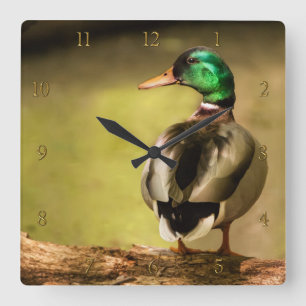 Relógio Quadrado Mallard Duck