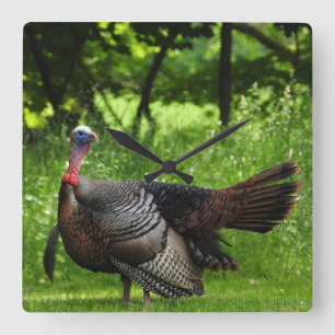 Relógio Quadrado Mature Male Wild Turkey Exibindo Penas