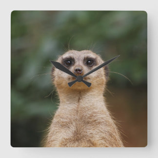 Relógio Quadrado Meerkat 001