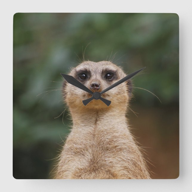 Relógio Quadrado Meerkat 001 (Frente)