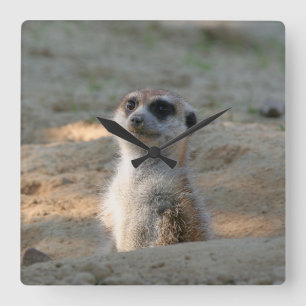 Relógio Quadrado Meerkat 004