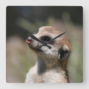 Relógio Quadrado Meerkat 014