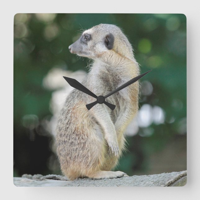 Relógio Quadrado Meerkat 025 (Frente)
