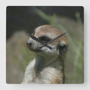 Relógio Quadrado Meerkat 043