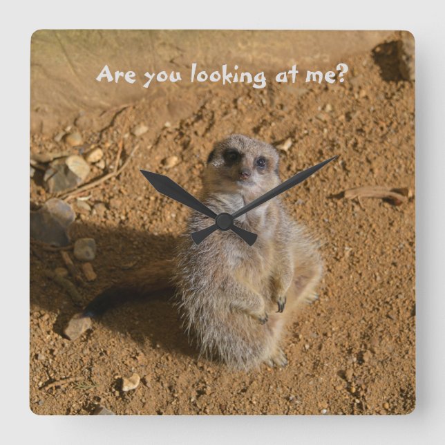 Relógio Quadrado Meerkat Enclosure Funny Drusillas Park (Frente)