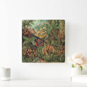 Relógio Quadrado Muscinae Antigos, Plantas de Musgo por Ernst Haeck