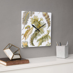 Relógio Quadrado Nudibranchia Antiga, Lesmas Marinhas por Ernst Hae