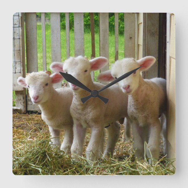 Relógio Quadrado O carneiro paire o pulso de disparo quadrado (Frente)