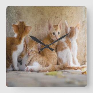 Relógio Quadrado O gatinho alaranjado e branco do gato