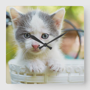 Relógio Quadrado O gatinho monta uma bicicleta
