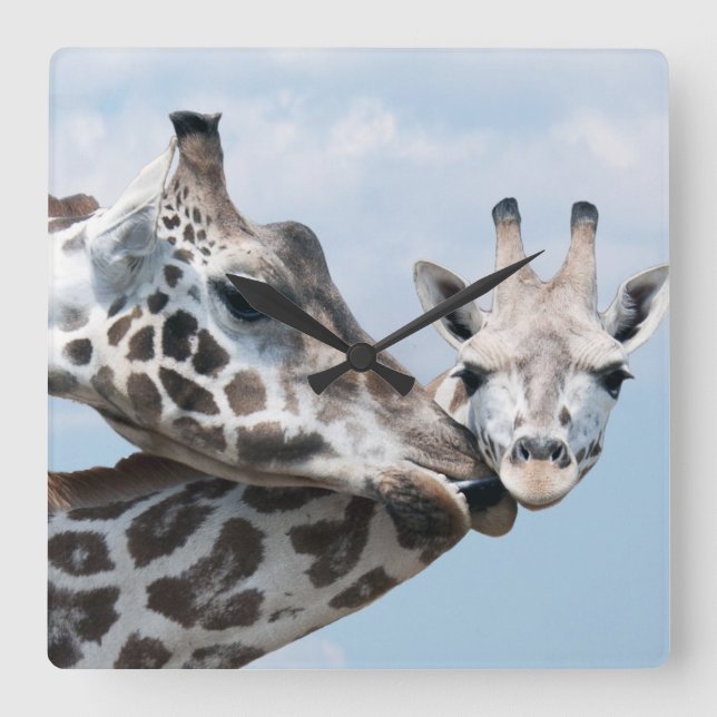 Relógio Quadrado O girafa beija sua vitela (Frente)