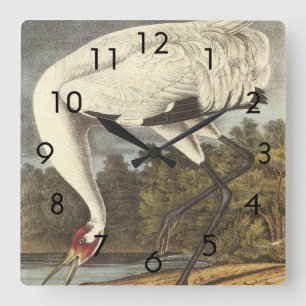 Relógio Quadrado O guindaste gritando de Audubon