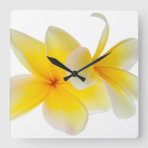 Relógio Quadrado O Plumeria floresce o Frangipani amarelo branco