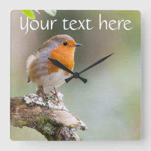 Relógio Quadrado O pulso de disparo do pisco de peito vermelho