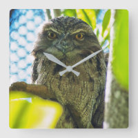 O Tawny não é nenhuma coruja