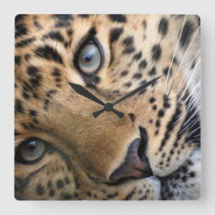 Relógio Quadrado O tigre Cub de Bengal cronometra